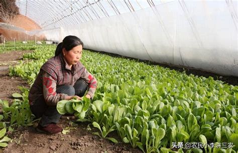 小白菜生長週期|小白菜20天生長過程